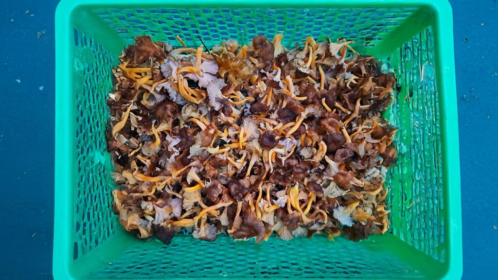 panier girolles