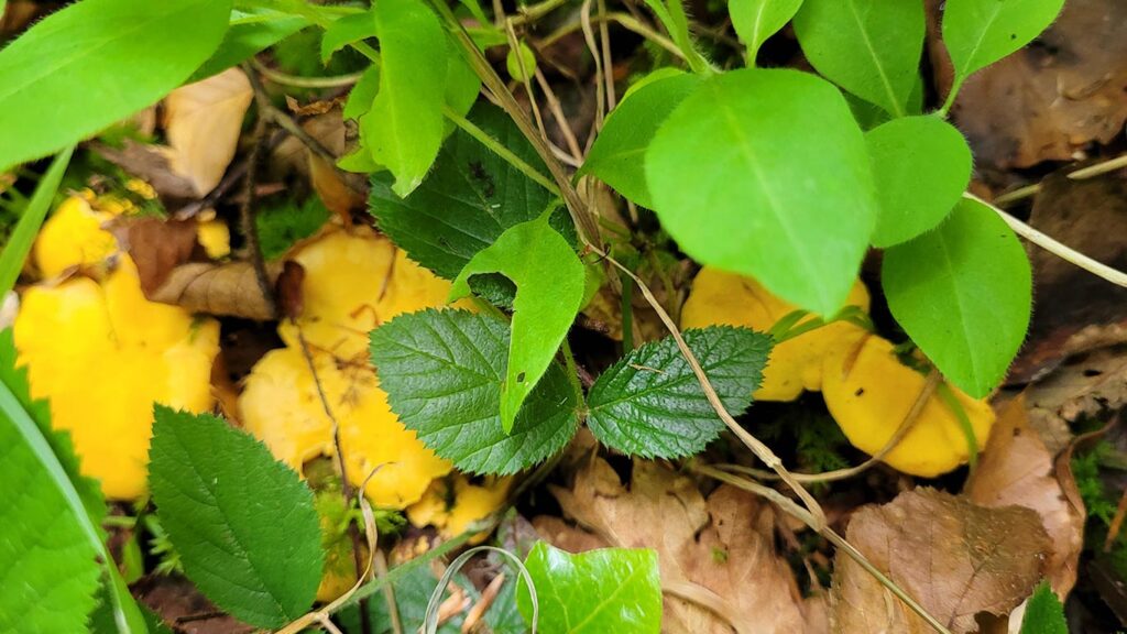 petites girolles en sous bois