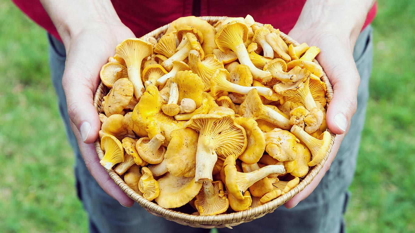 Girolles Guide complet, panier de girolles