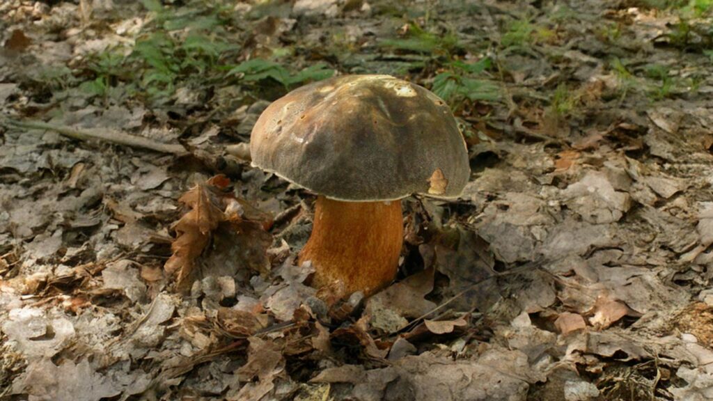 cèpes bronzé