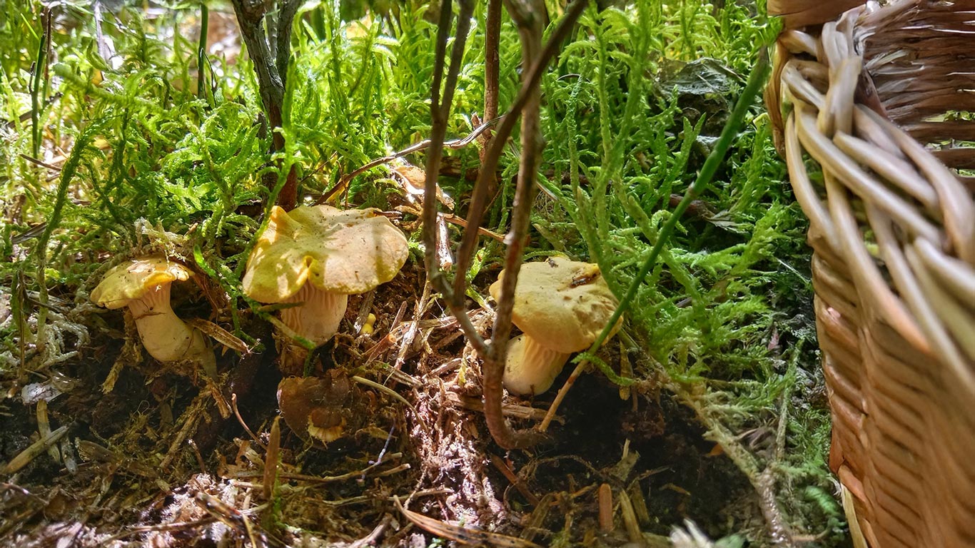 Comment cueillir des girolles proprement ?