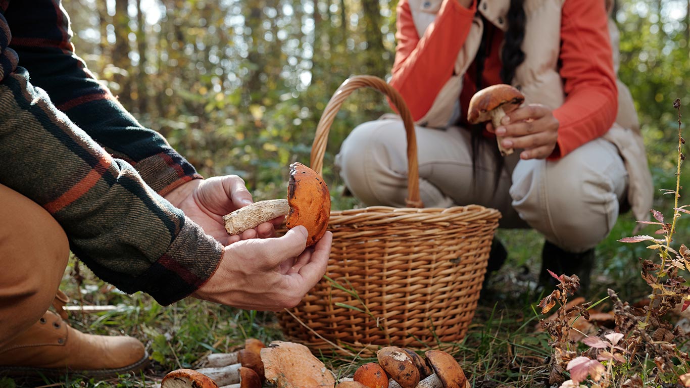 explorer les champignons