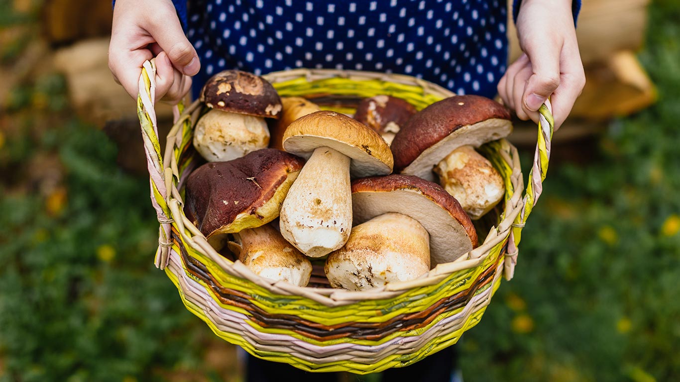 panier de cèpes quelles limites ?