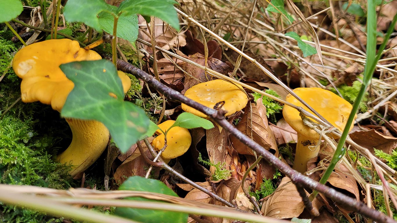 Quand poussent les girolles ? Le calendrier complet