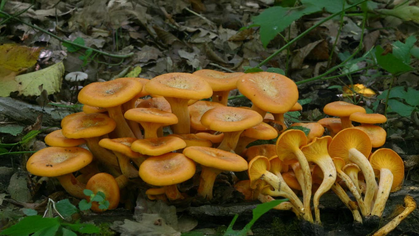 Champignons toxiques ressemblant aux girolles : attention aux confusions