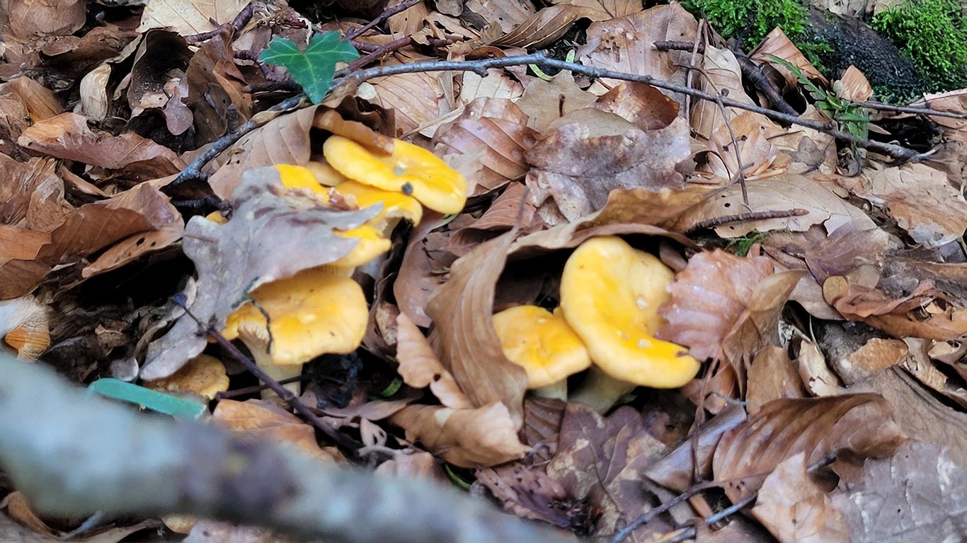 Où trouver des girolles en France ?