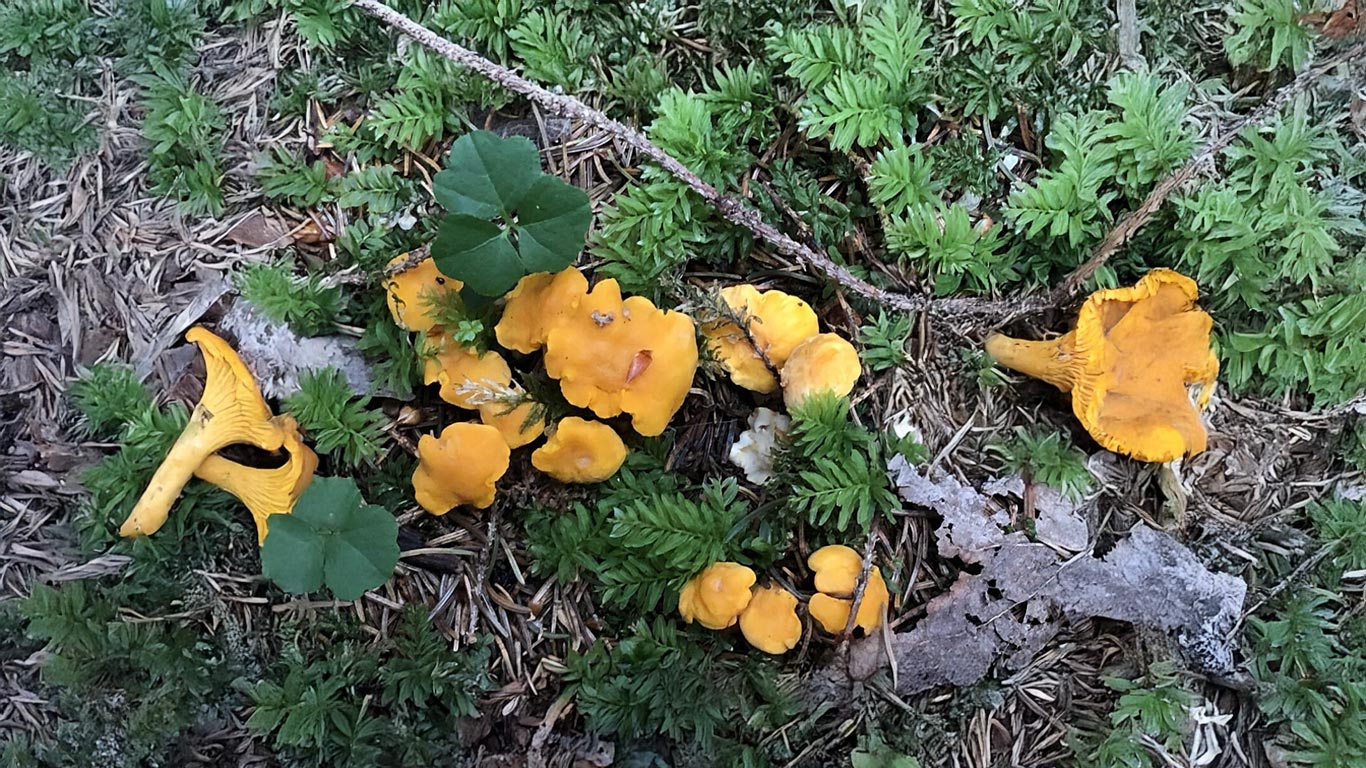 ramasser girolles en forêt