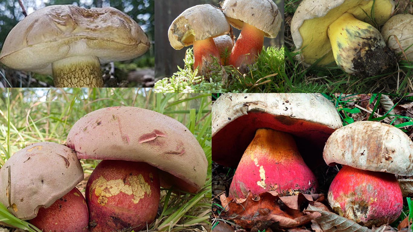 champignon ressemblant au cepes mais toxiques