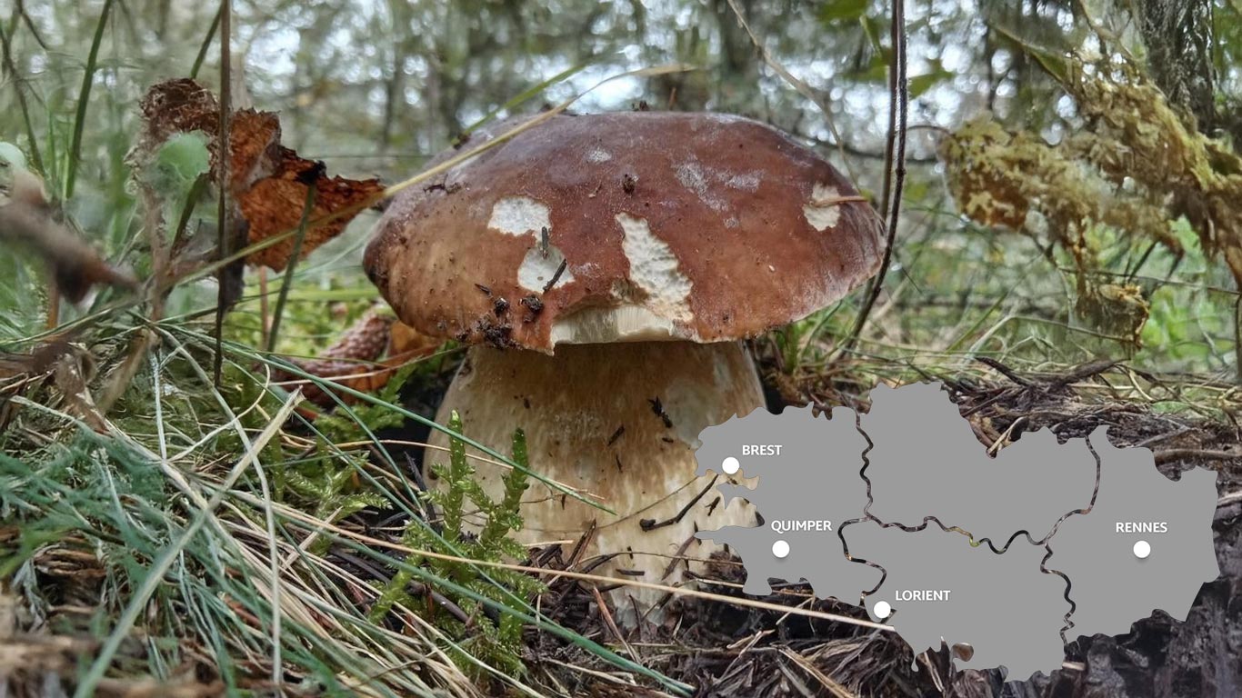 cèpes bretagne