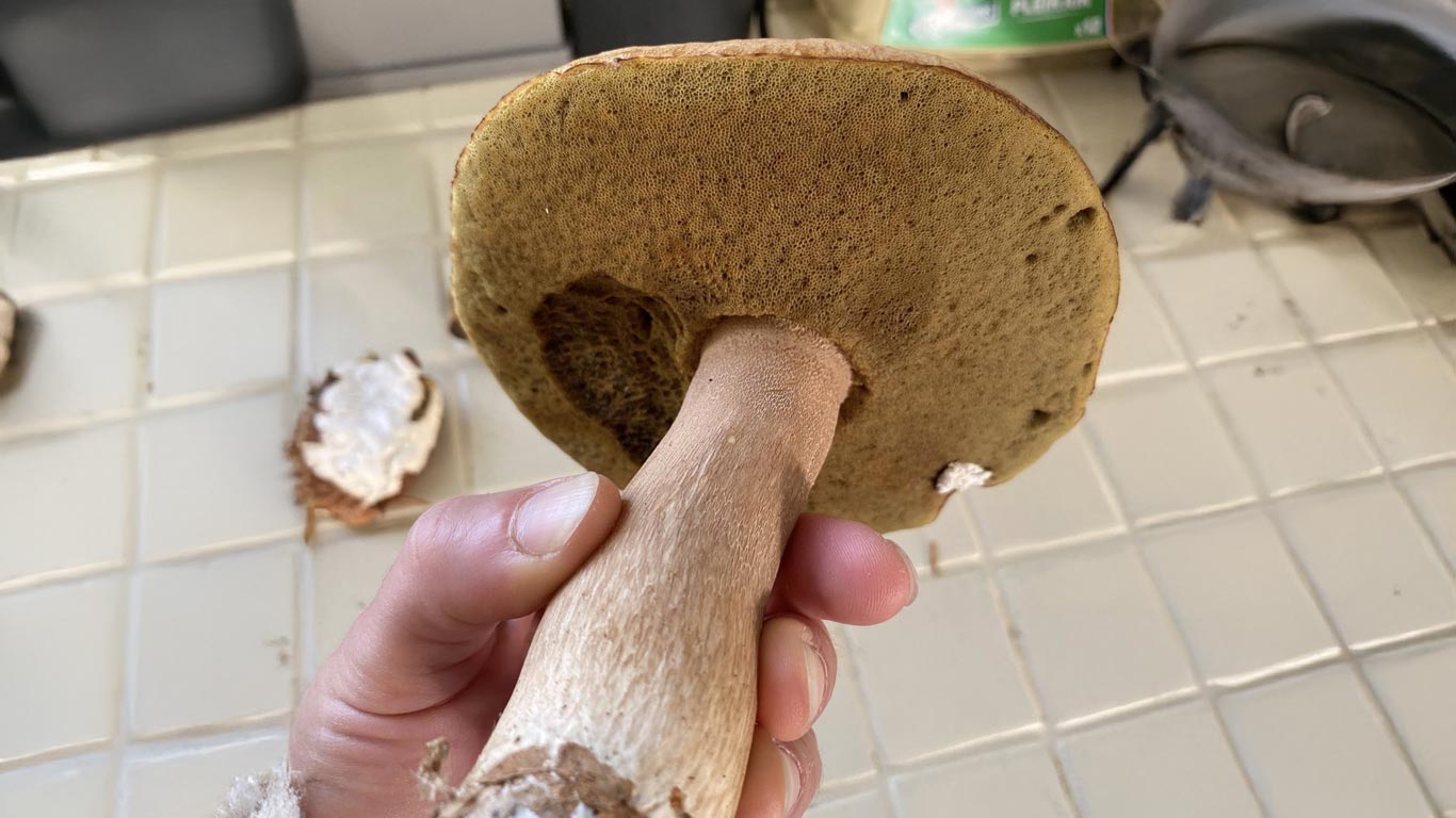 Où trouver des cèpes en Nouvelle-Aquitaine ?