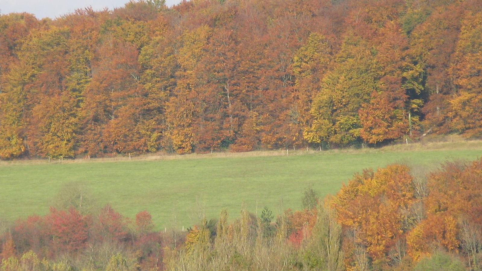 Où trouver des cèpes en Normandie ?