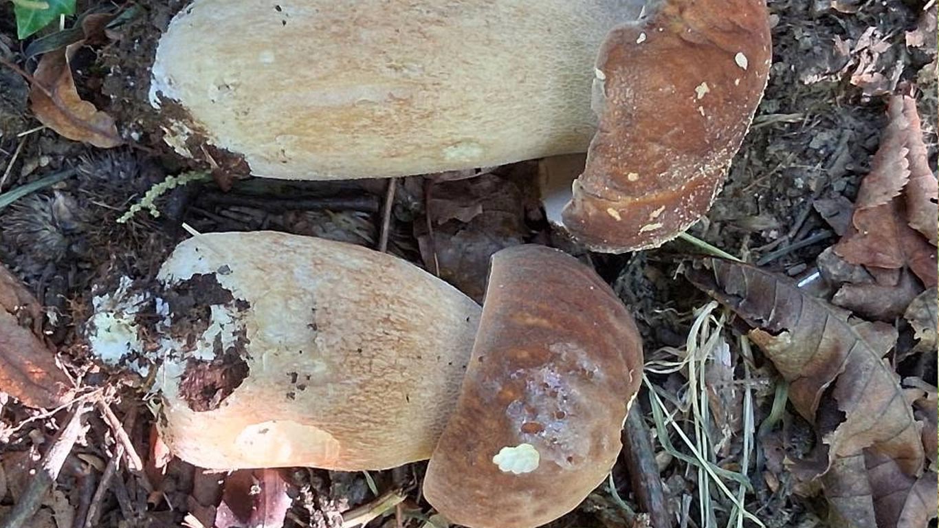 Où trouver des cèpes dans le Périgord ?