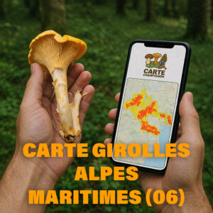 Carte Girolles pour les Alpes-Maritimes (06)
