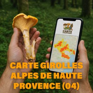 Carte Girolles pour les Alpes-de-Haute-Provence (04)