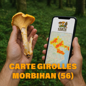 Carte Girolles pour le Morbihan (56)